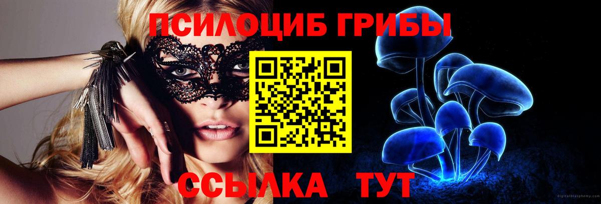 Псилоцибиновые грибы Psilocybe Новозыбков
